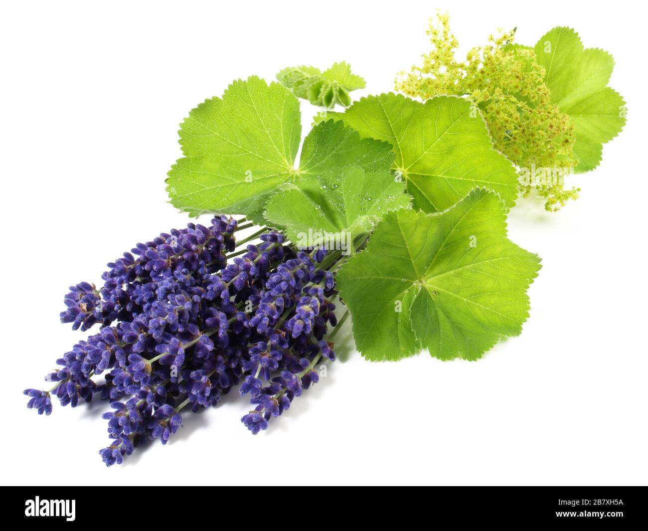 Ladys Mantle Leaves and Lavender on white Background Stock Photo