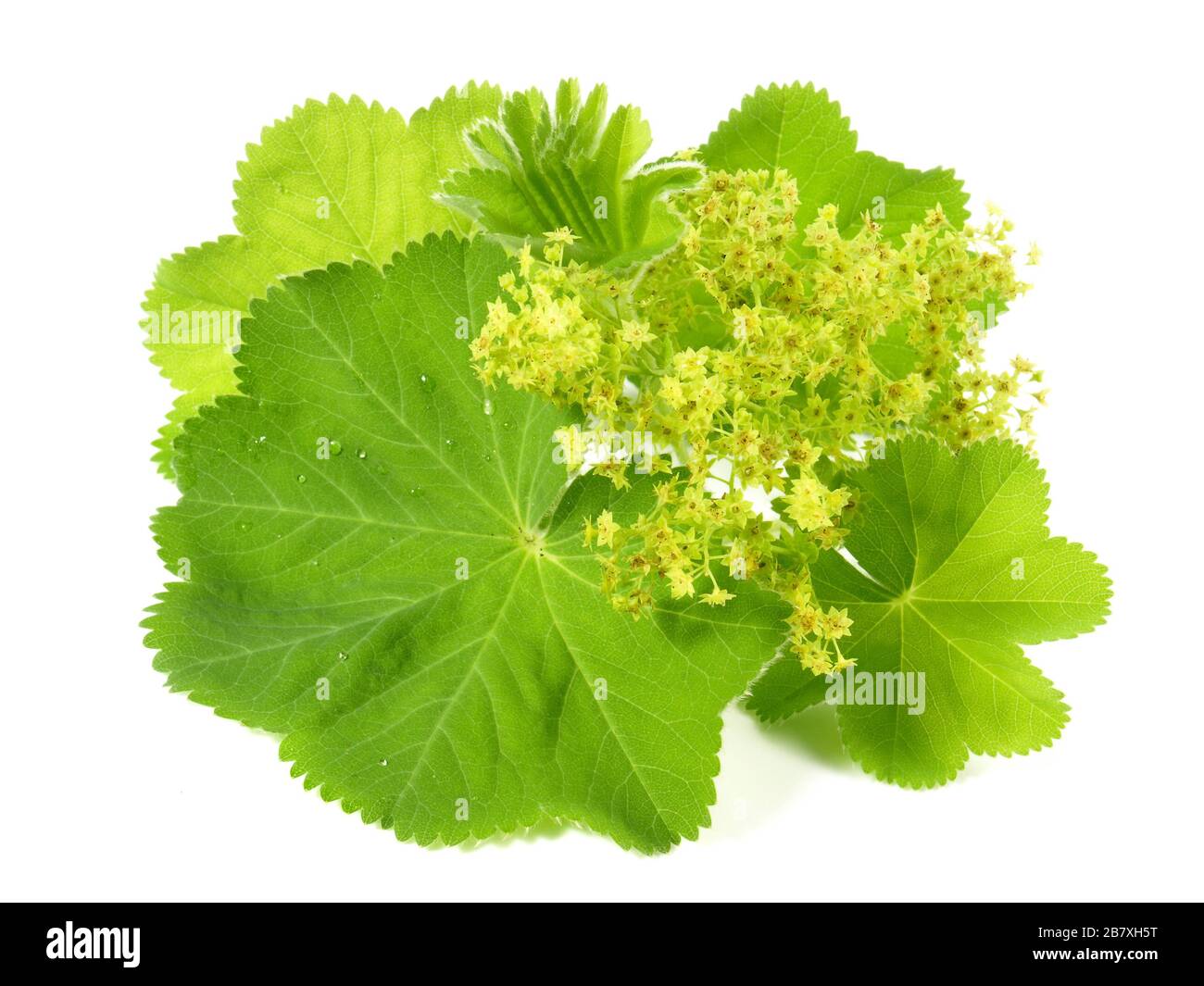 Ladys Mantle Leaves and Blossom on white Background Stock Photo