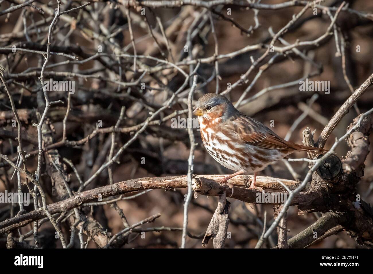 Fox Sparrow (Passerella iliaca) in a thicket. Stock Photo