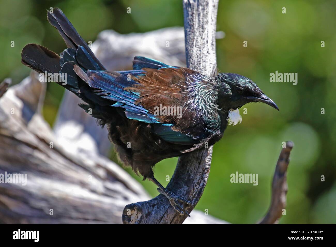 Tui, endemic bird of New Zealand Stock Photo