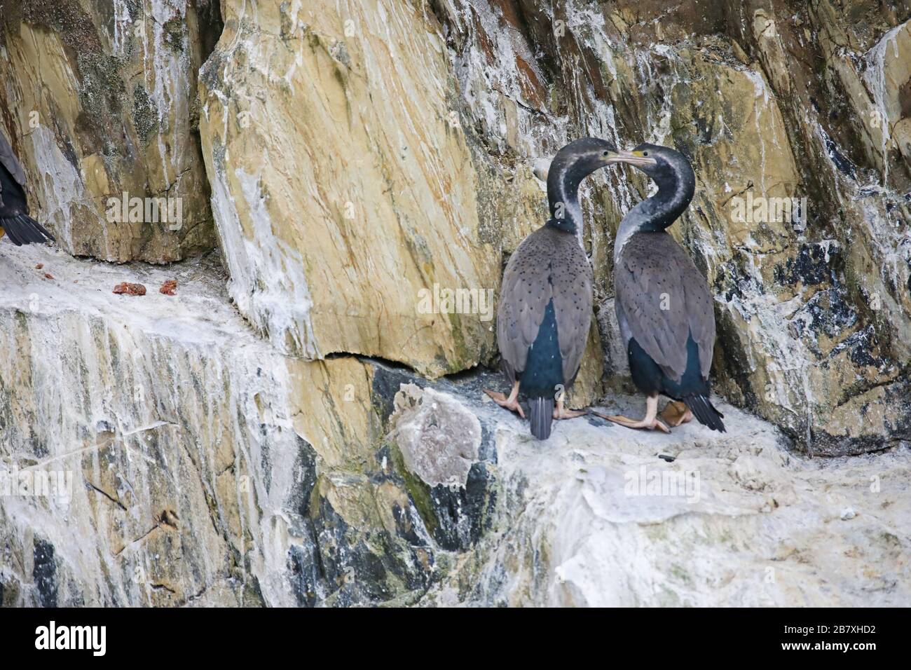 Two Spotted shags on rocks, New Zealand Stock Photo