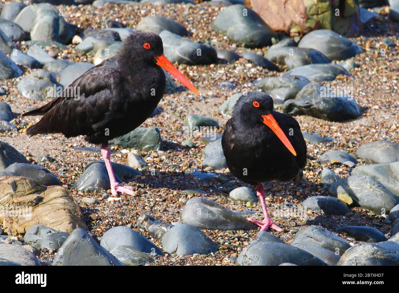 Two variable oystercatchers in New Zealand Stock Photo Alamy