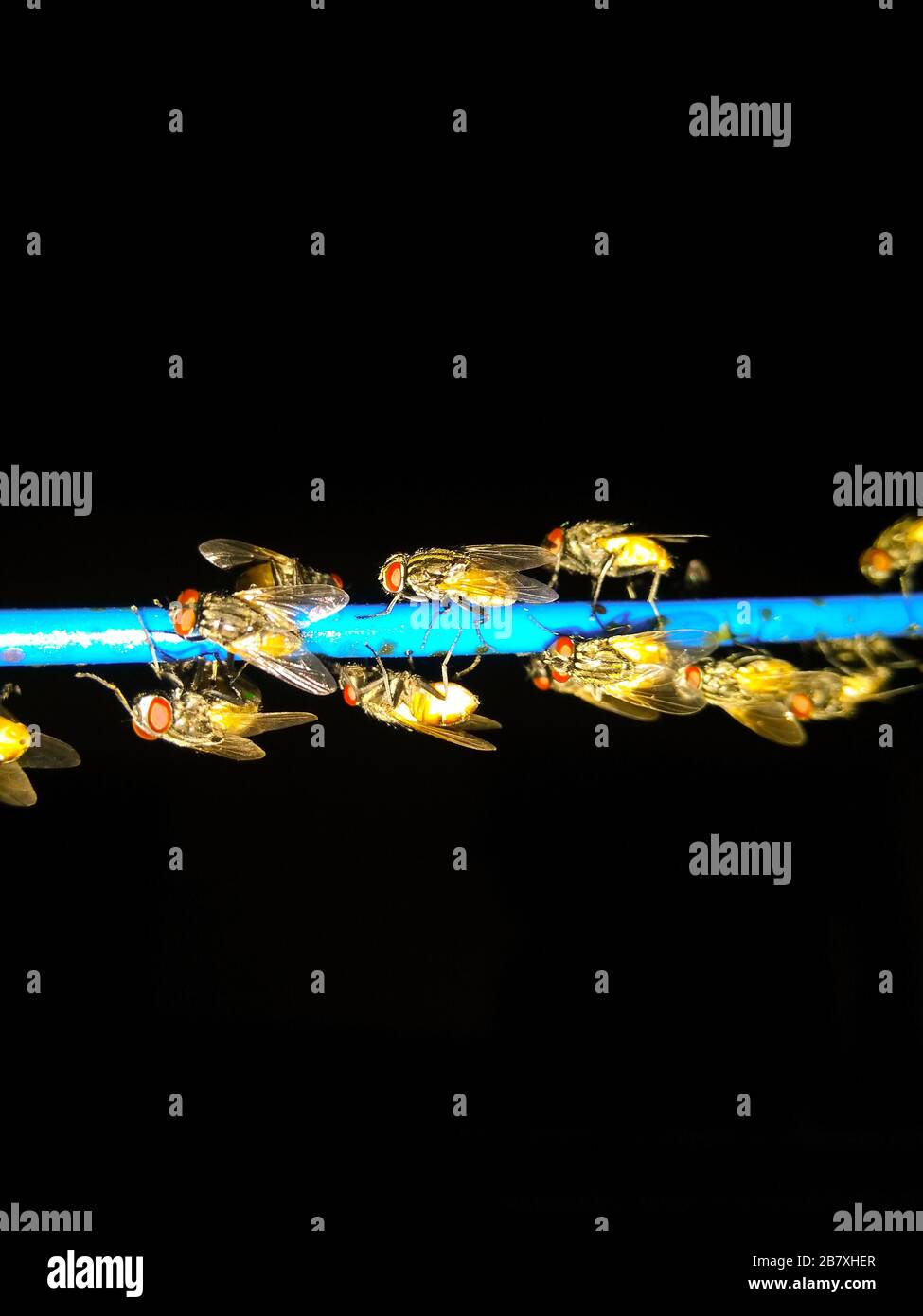 A picture of bee Selective focus Stock Photo