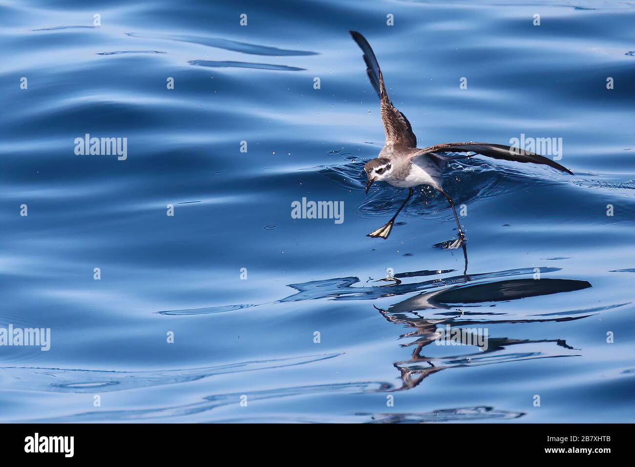 White-faced storm-petrel walking over New Zealand waters Stock Photo