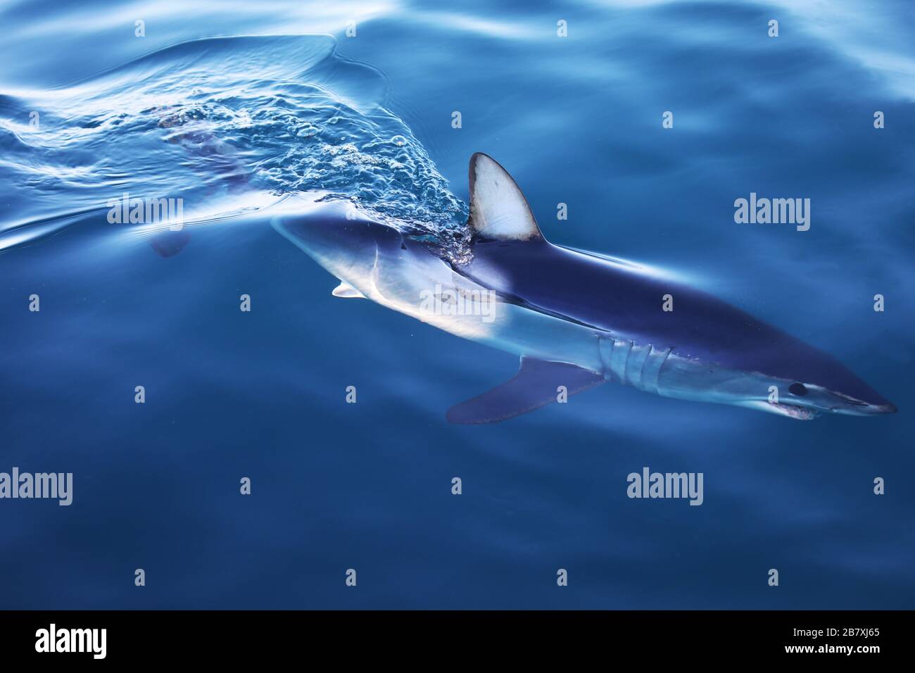 Mako shark hires stock photography and images Alamy