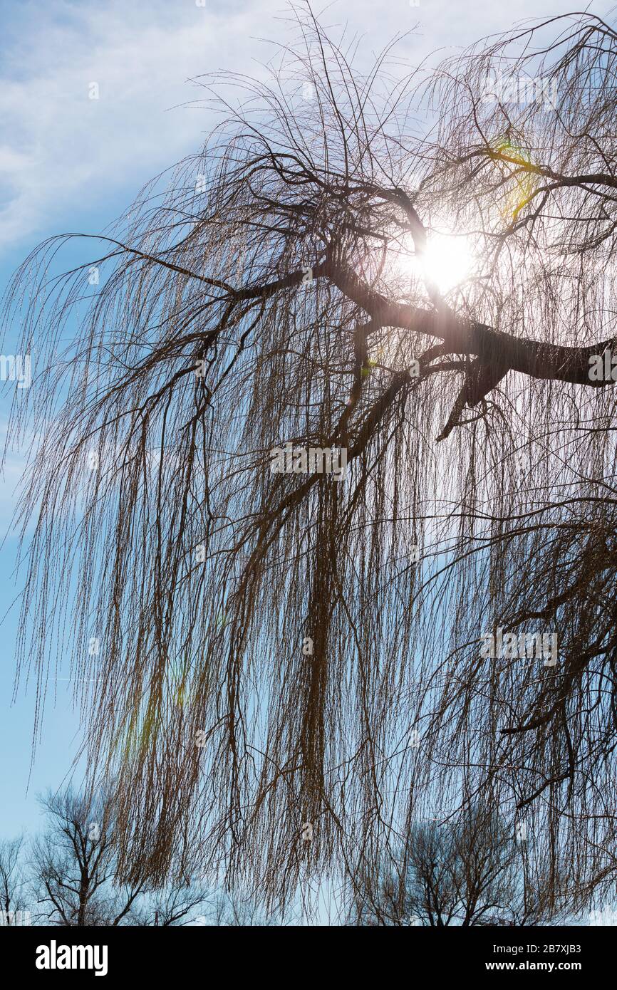 weeping willow before a blue sky at sunset, by day Stock Photo - Alamy