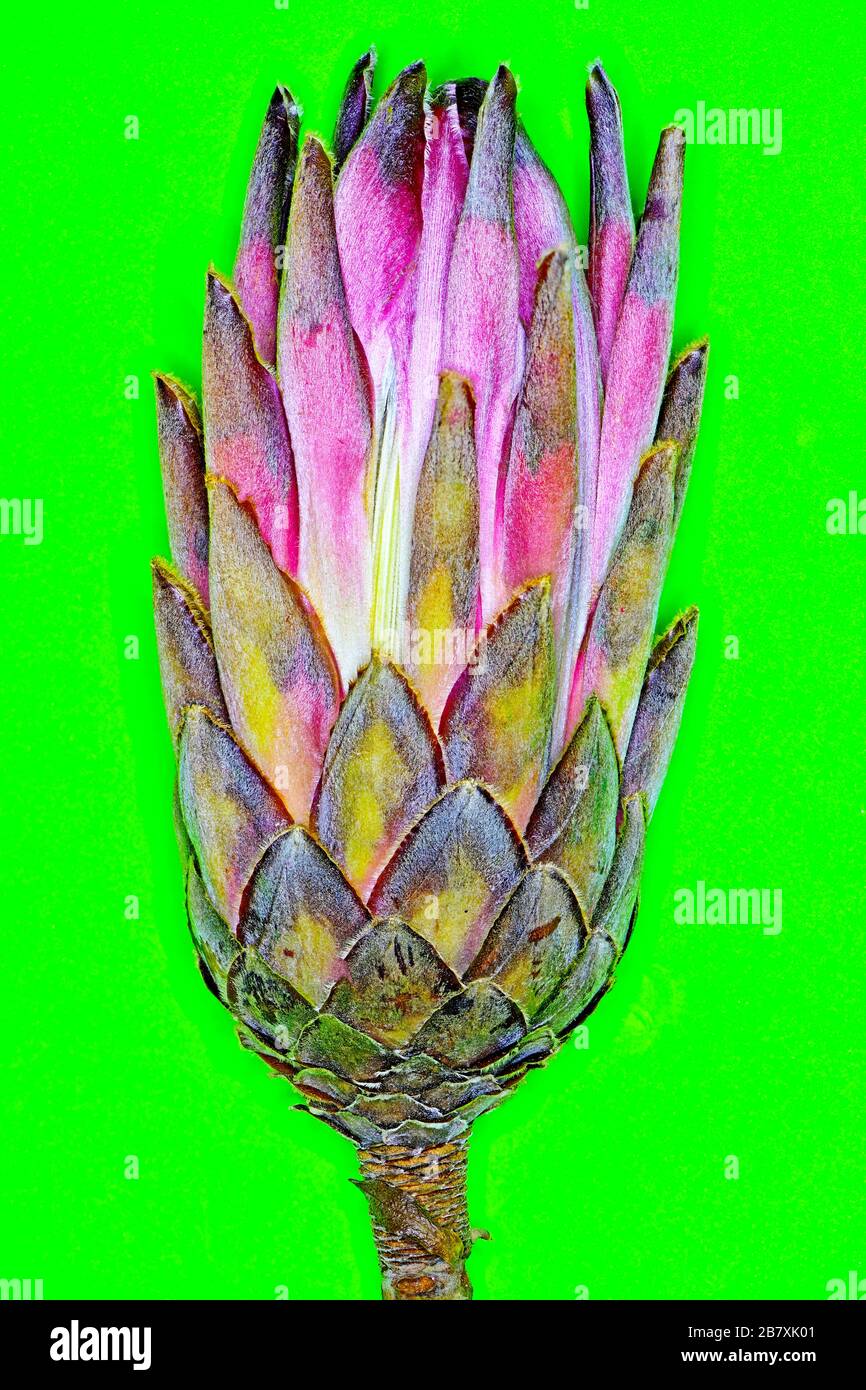 Magenta blue and yellow hairy flowerhead against green background Stock Photo