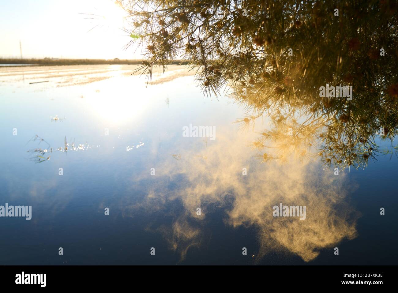 pollen floating in the air Stock Photo - Alamy