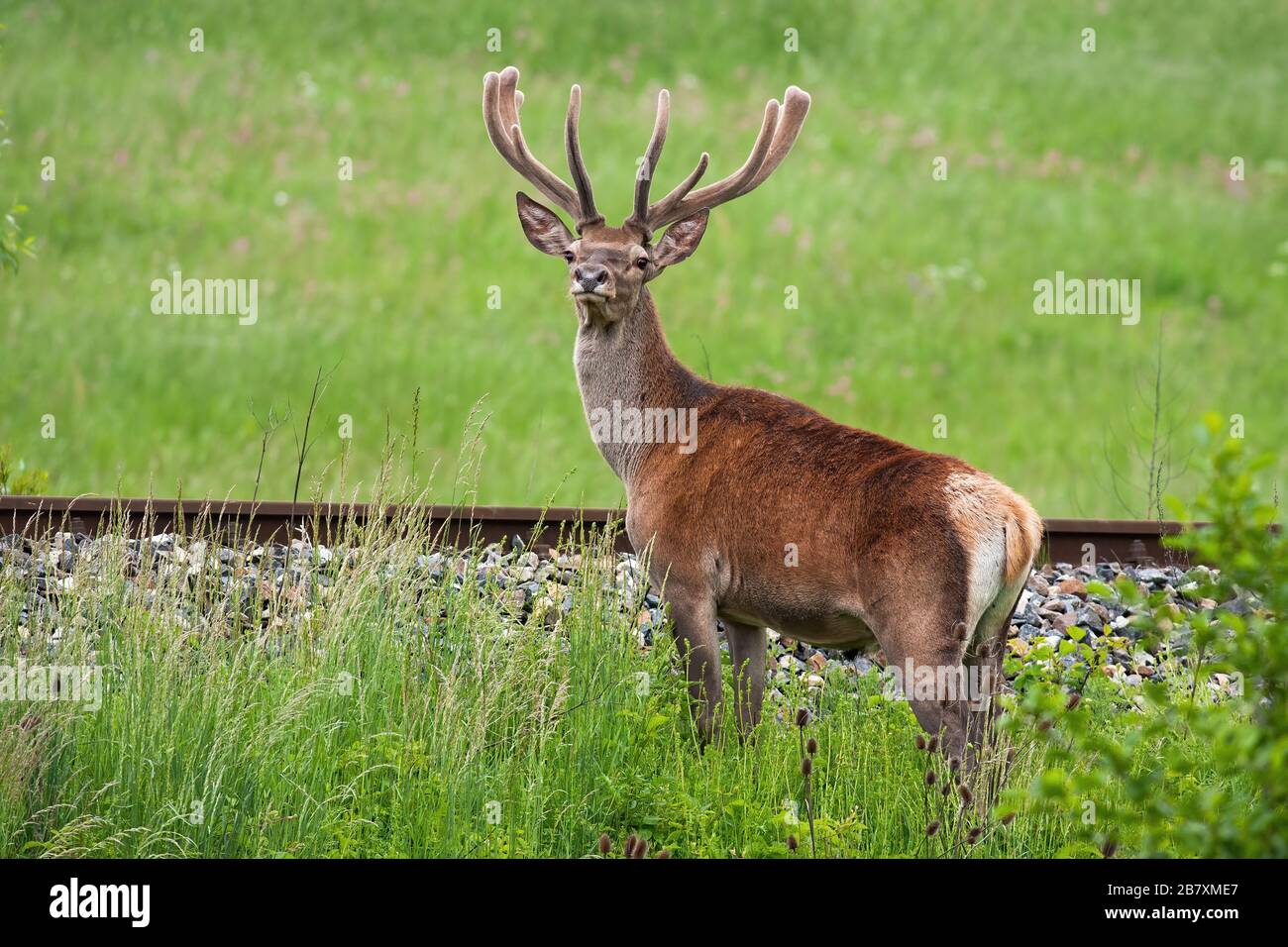 Red deer stag crossing railway in danger of collision Stock Photo Alamy