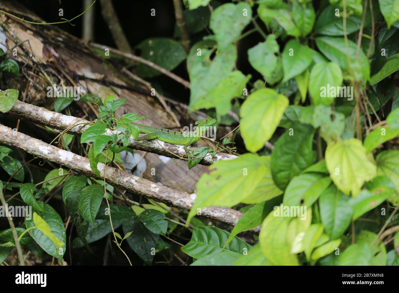 Female of the green basilisk lizard at Tortuguero park, Costa Rica Stock Photo
