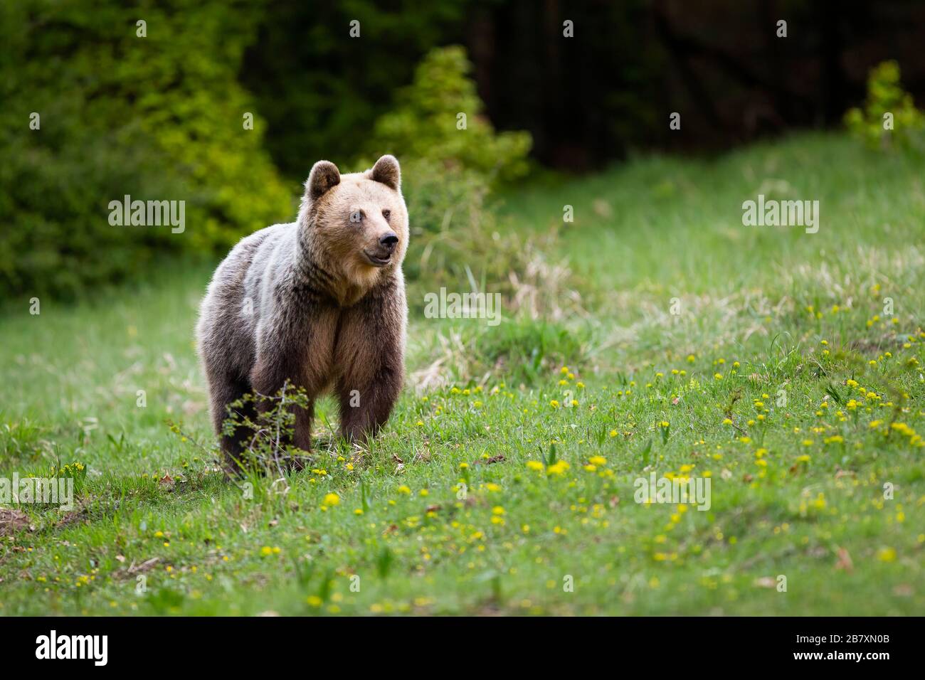 Adult brown bear watching around on slope covered with green grass in spring Stock Photo