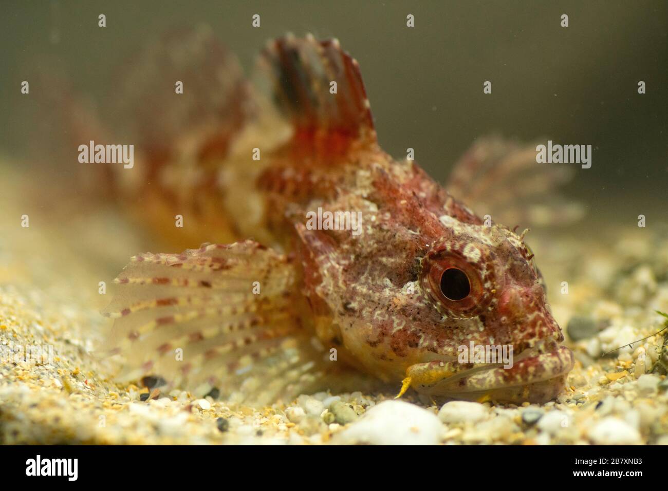 Short-spined Sea Scorpion, Myoxocephalus scorpius, rockpool, falmouth, march Stock Photo
