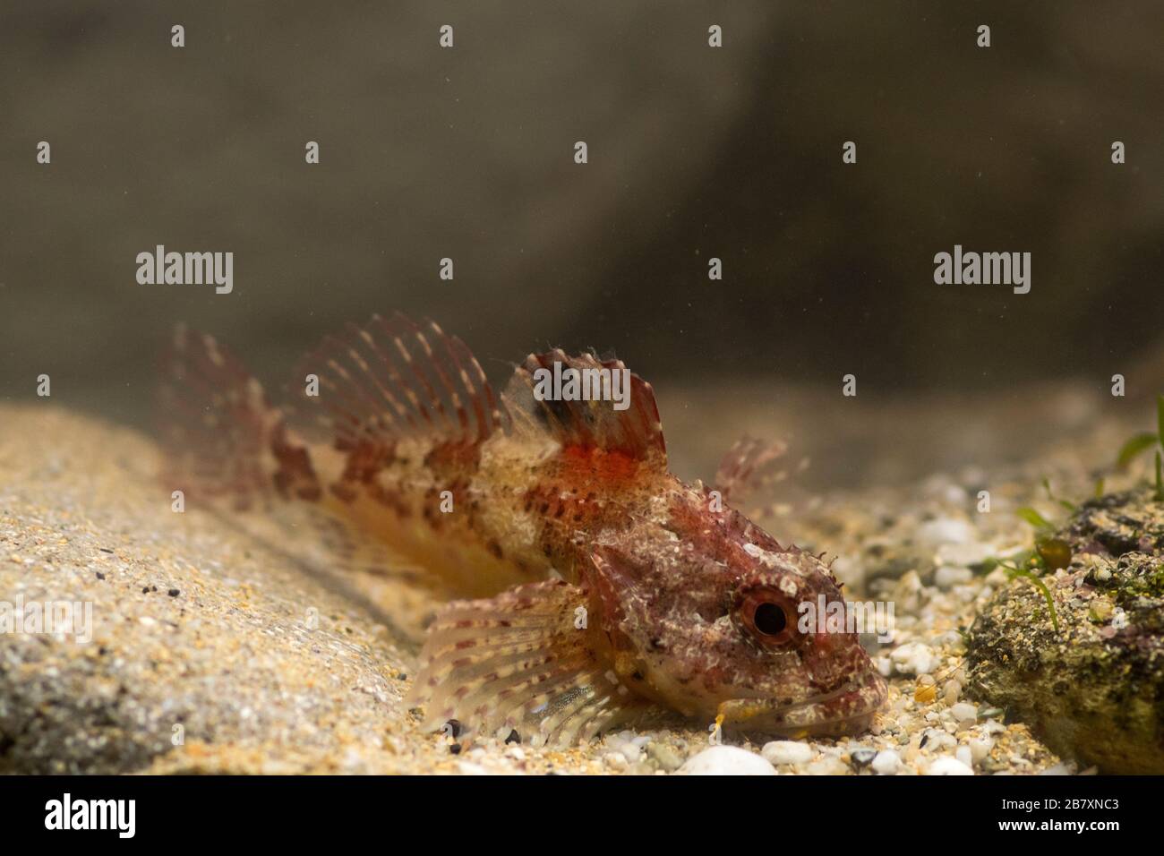 Short-spined Sea Scorpion, Myoxocephalus scorpius, rockpool, falmouth, march Stock Photo