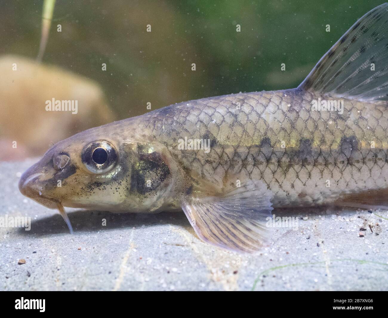 Gudgeon, gobio gobio, resting on riverbed, nottinghamshire, march Stock Photo