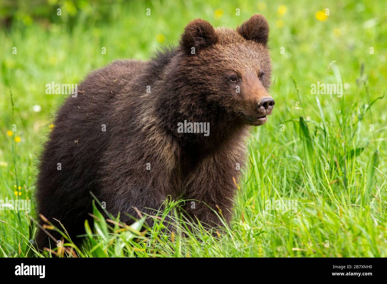 Baby brown bear cub standing on meadow with green grass in spring Stock Photo