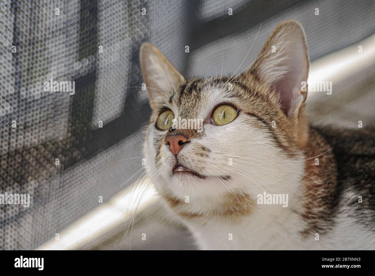 Portrait of common happy male cat playing with a ladybug at its nose, closeup, details Stock Photo