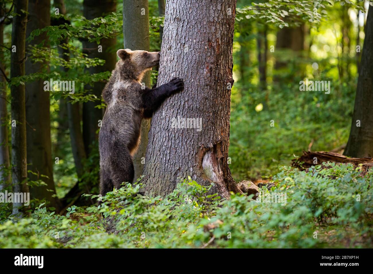 Interested young brown bear grasping a tree in spring forest. Stock Photo