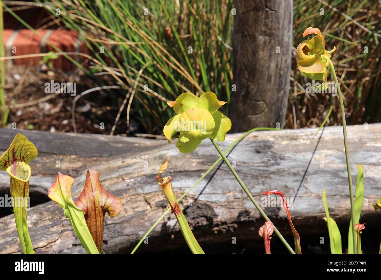 Yellow Pitcher Plants in an outdoor garden Stock Photo
