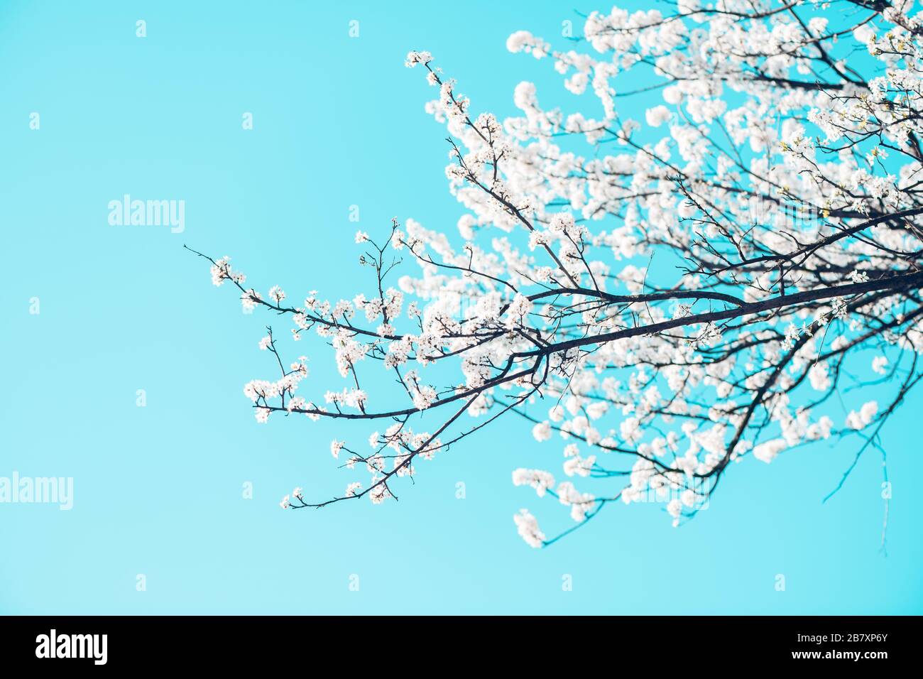 White cherry blossom in springtime against blue sky, selective focus Stock Photo