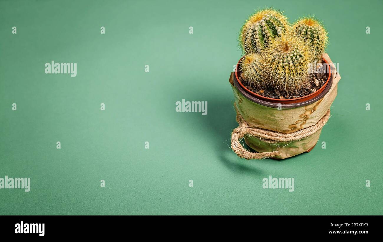 Web banner format. Cactus in a stylized pot on a green background. Copy space Stock Photo
