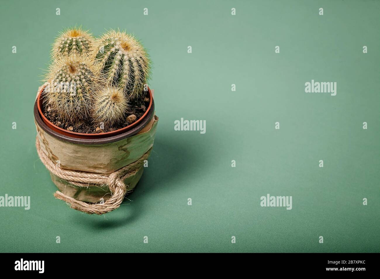 Close up cactus in a stylized pot on a green background. Copy space Stock Photo