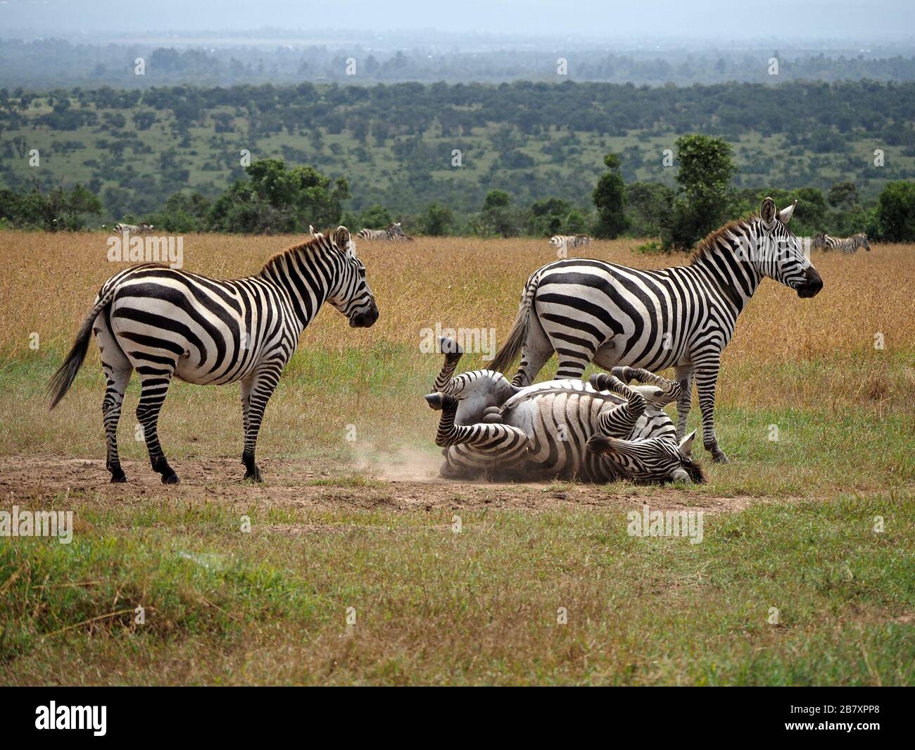 The three species of zebra hires stock photography and images Alamy