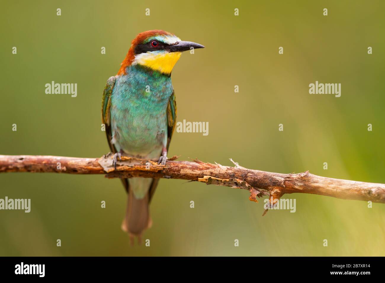 Surprised european bee-eater sitting in summertime from front view with copy space Stock Photo