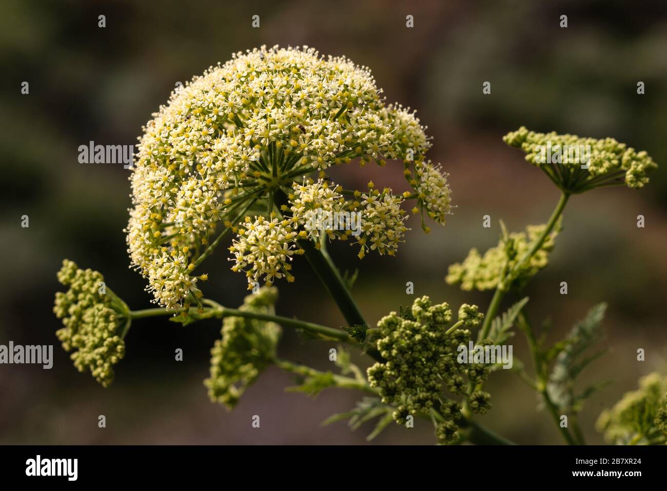 Todaroa montana, an endemic Apiaceae of the Canary Islands Stock Photo