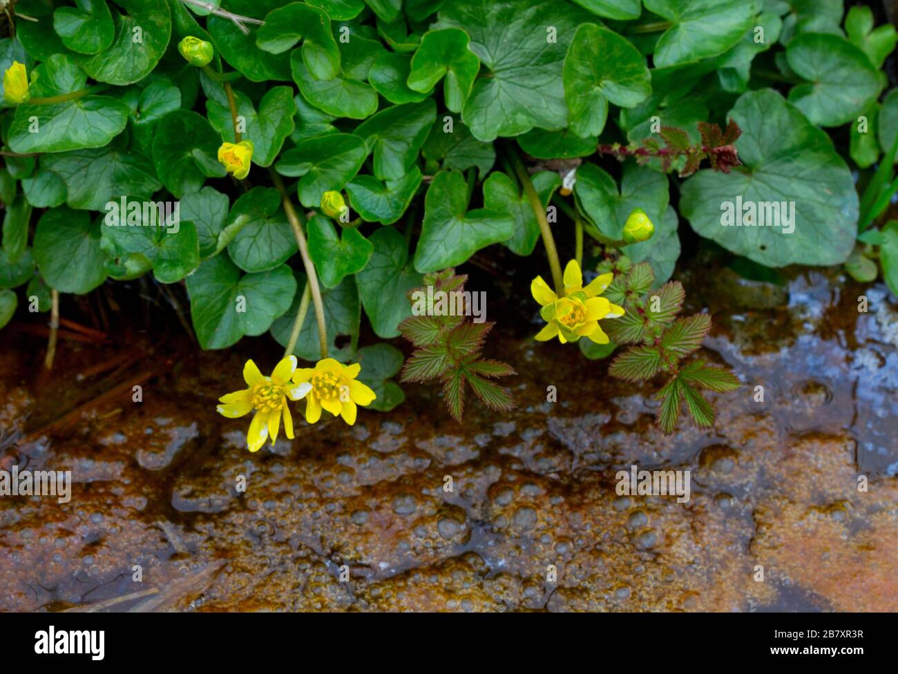 Lesser celandine on the shore of a ditch, filled with iron rich water Stock Photo