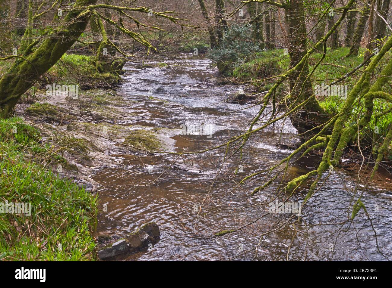 Springtime view of Danes Brook at Castle Bridge on the Exe Valley Way just west of Dulverton in the Exmoor National Park, England, UK Stock Photo