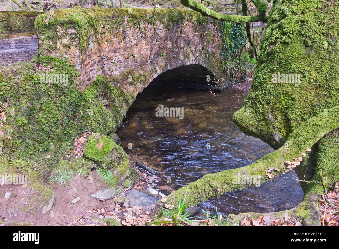 the meeting of Danes Brook and River Barle at Castle Bridge on the Exe Valley Way just west of Dulverton in the Exmoor National Park, England, UK Stock Photo