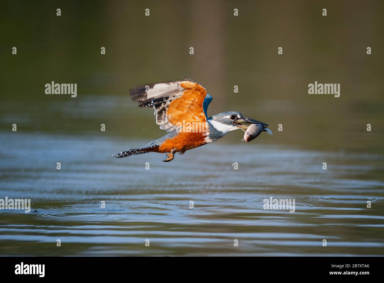 A Ringed Kingfisher (Megaceryle torquata) catching a small fish in North Pantanal, Brazil. Stock Photo