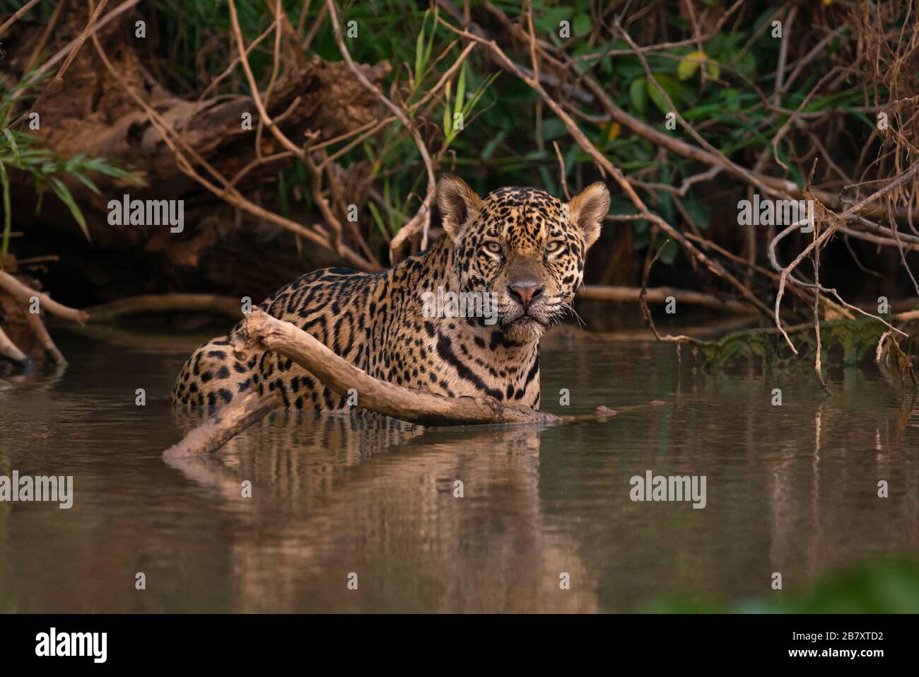 A Jaguar (Panthera onca) from the Pantanal, Brazil Stock Photo