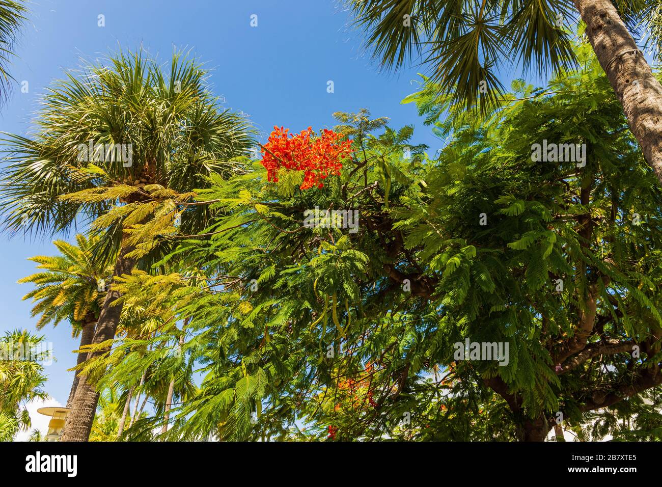 Gorgeous tropical landscape view. Green palm trees and  red flowers on backgrounds. Natural green red backgrounds. Stock Photo