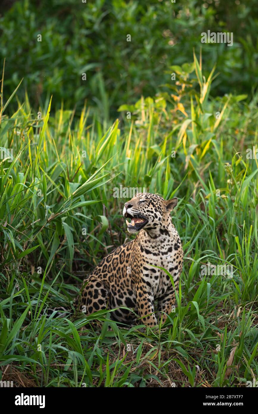 A Jaguar (Panthera onca) from the Pantanal, Brazil Stock Photo