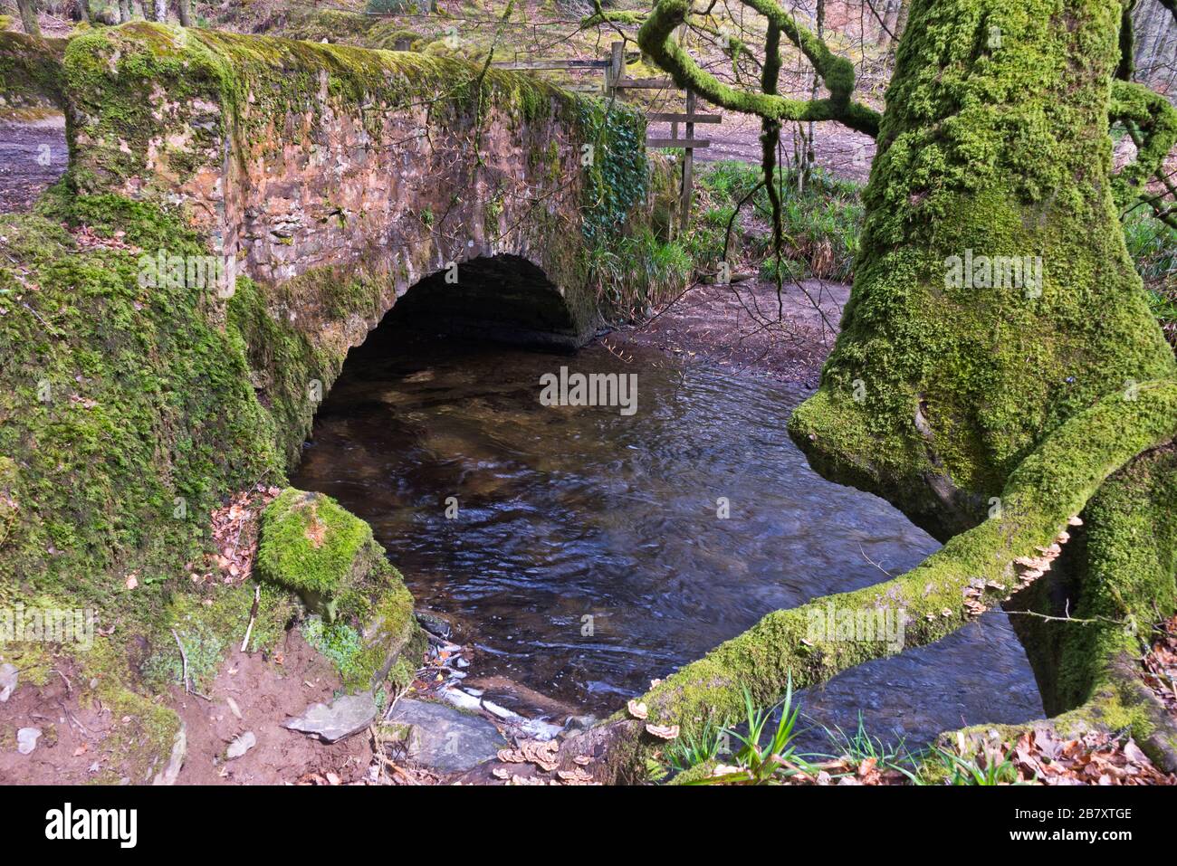 the meeting of Danes Brook and River Barle at Castle Bridge on the Exe Valley Way just west of Dulverton in the Exmoor National Park, England, UK Stock Photo
