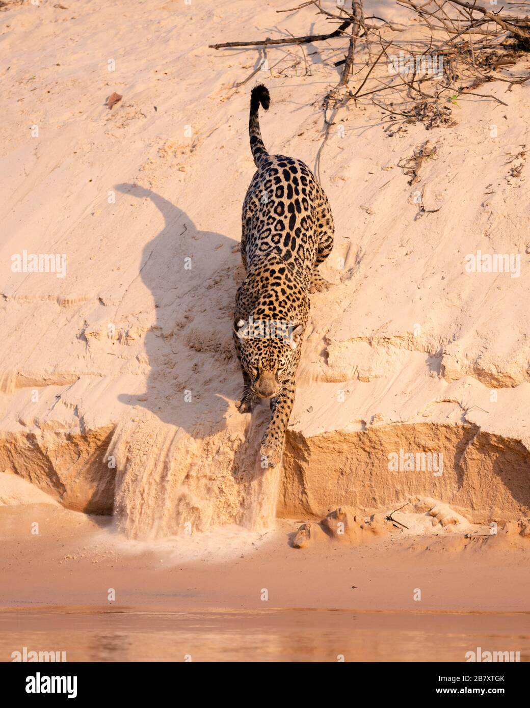 A Jaguar walks on a sand beach in North Pantanal, Brazil Stock Photo