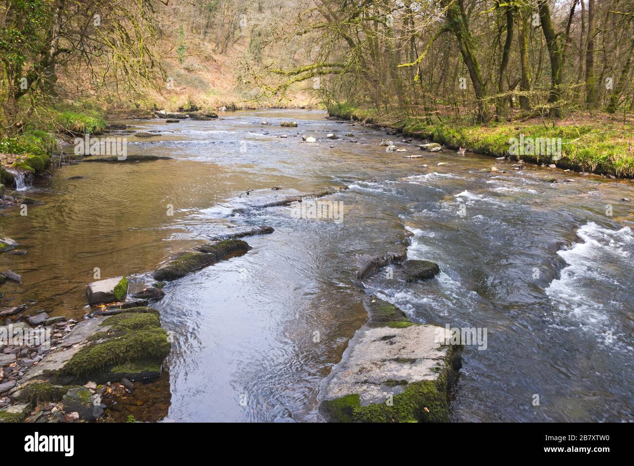 a Springtime picture of the River Barle close to Mounsey Castle near Dulverton, in Somerset, England,  part of the Exmoor national Park Stock Photo