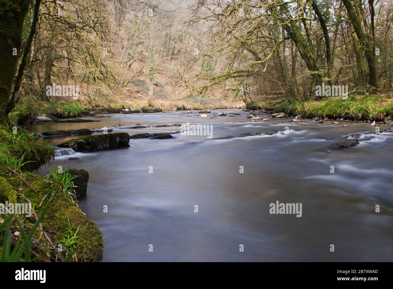 a Springtime picture of the River Barle close to Mounsey Castle near Dulverton, in Somerset, England,  part of the Exmoor national Park Stock Photo
