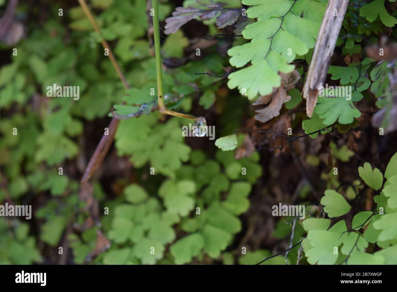 Closeup Of Water Drops Falling From Stem Stock Photo - Alamy