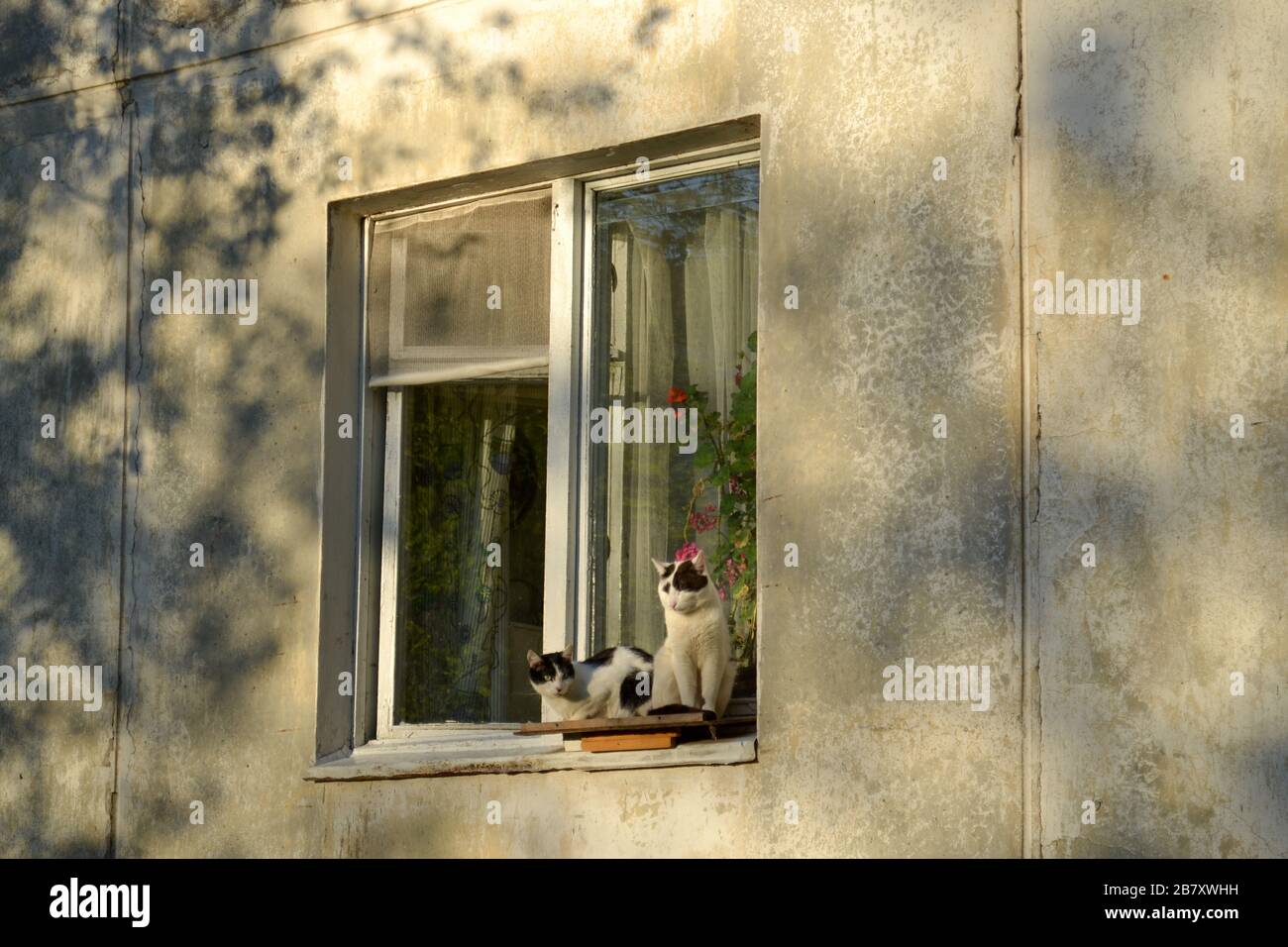 A couple of cats sitting on the window Stock Photo