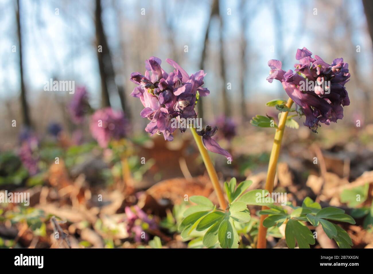 Closeup of spring purple bird, fumewort flower corydalis solida in the forest. Honey and medicinal plant Stock Photo