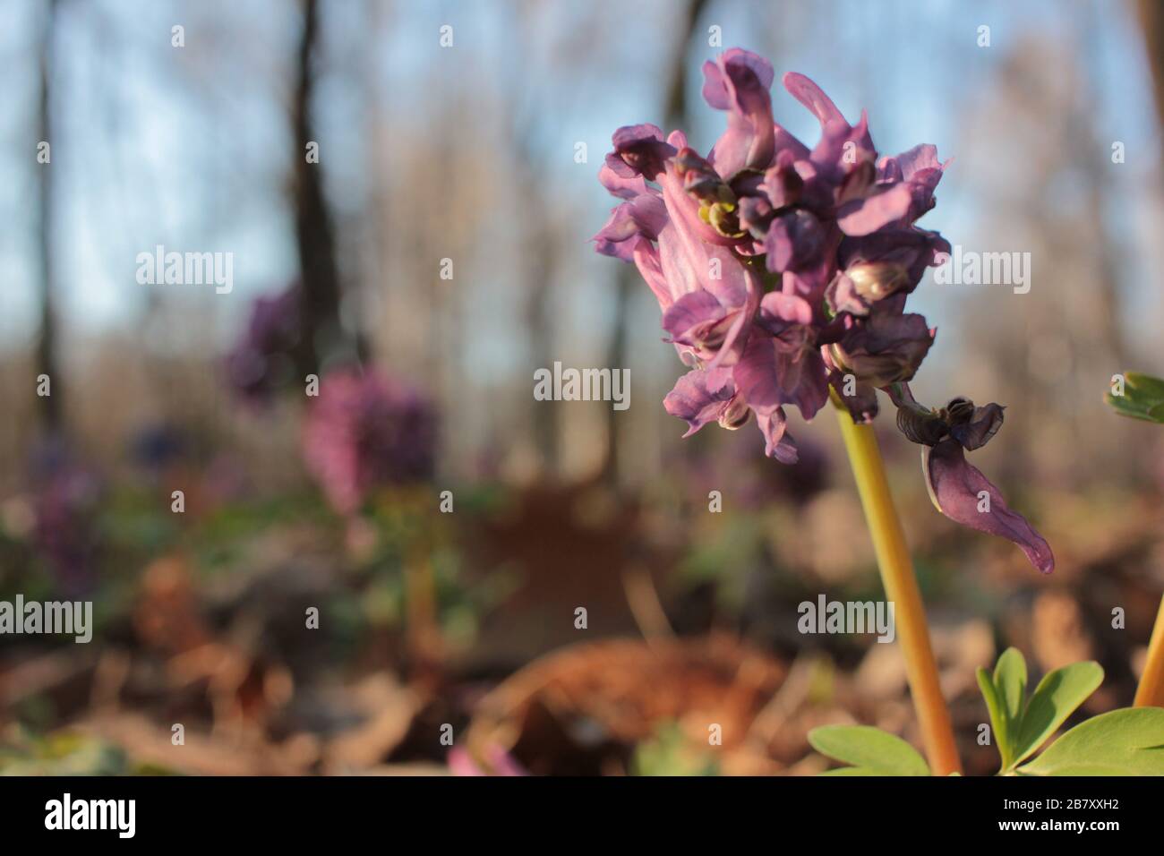 Closeup of spring purple bird, fumewort flower corydalis solida in the forest. Honey and medicinal plant Stock Photo