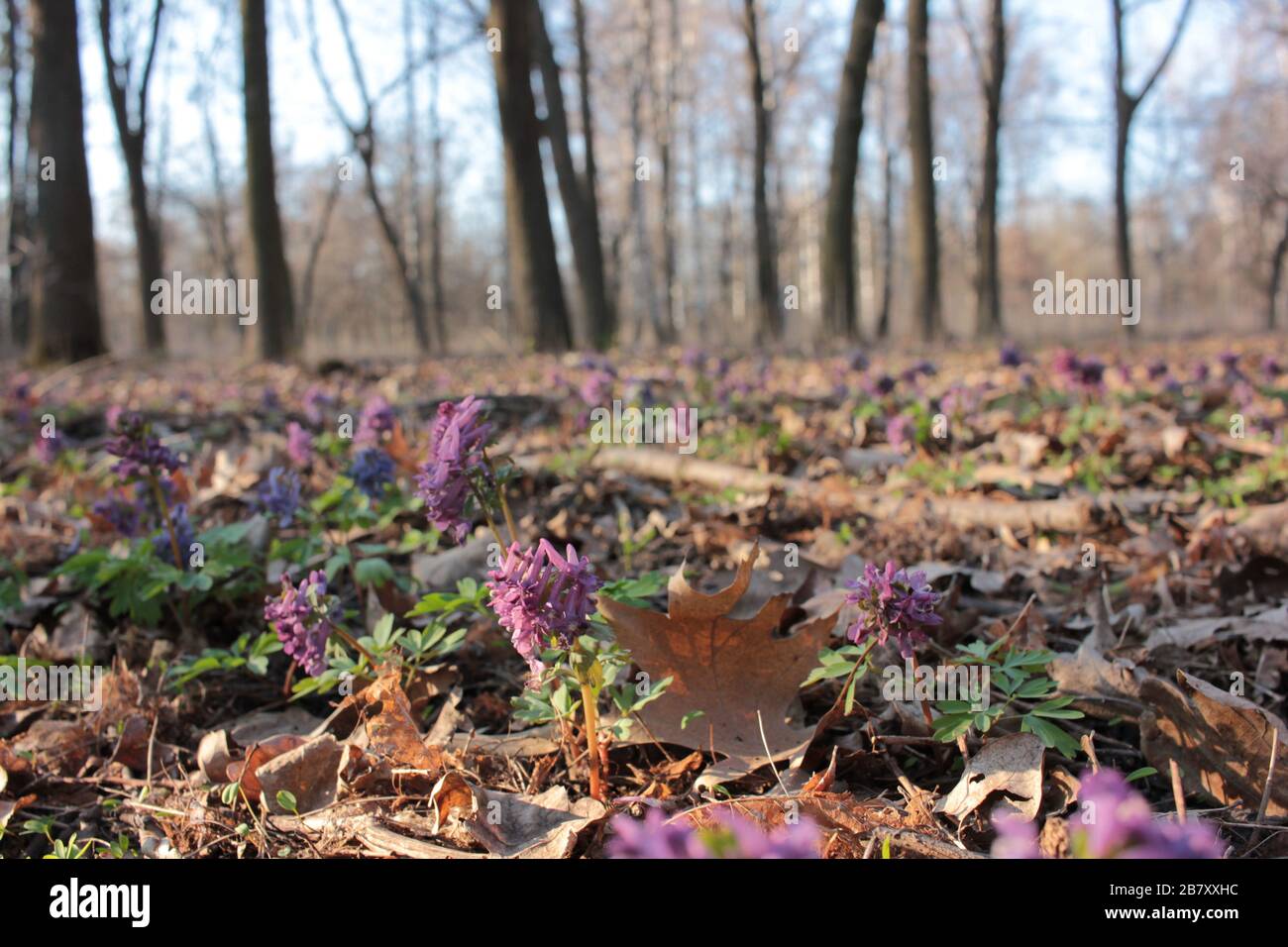 Spring landscape with beautiful corydalis solida purple bird, fumewort flowers in the forest. Honey and medicinal plants Stock Photo