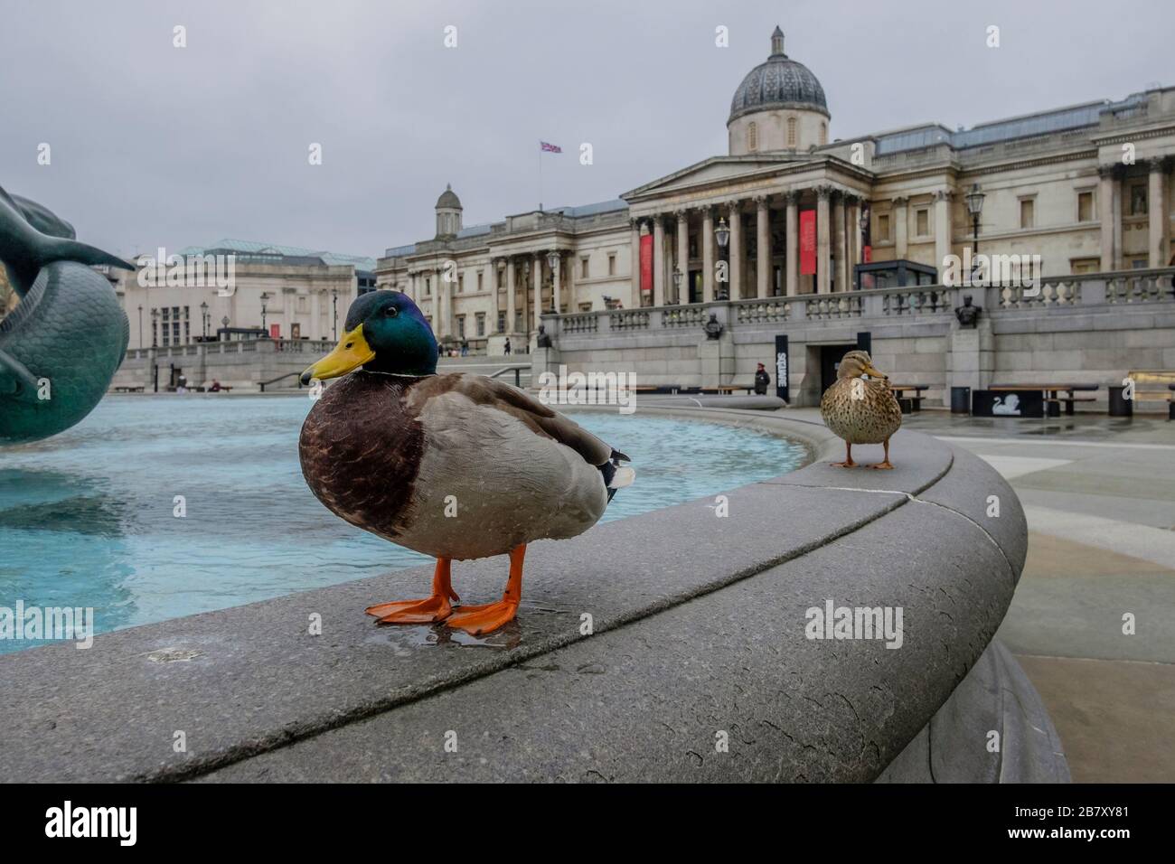 London, UK 18 March 2020. A pair of ducks take advantage of a deserted Trafalgar Square to use the fountains which have been  turned off during the Covid-19 pandemic. Stock Photo