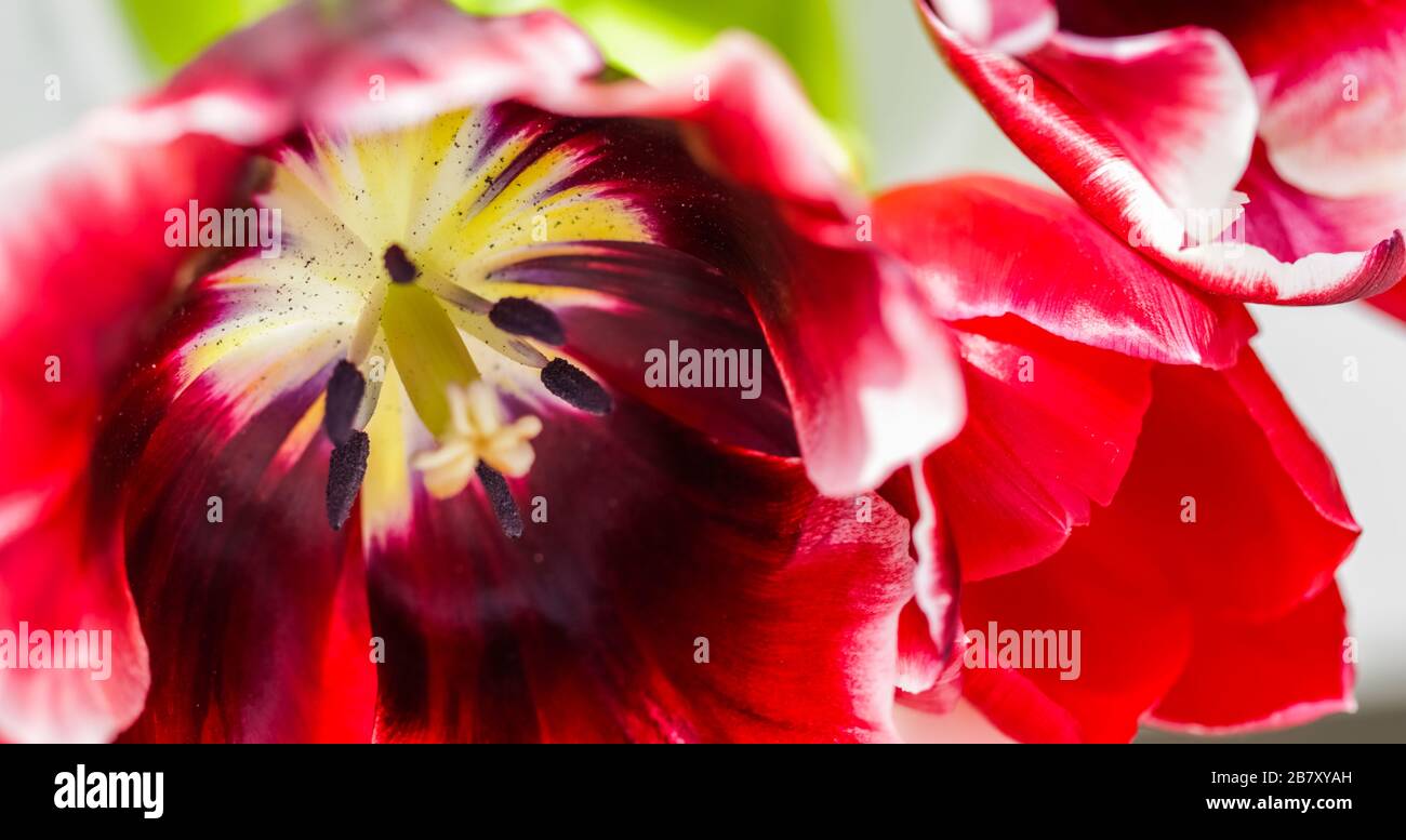 Abstract floral background, red tulip flower petals. Macro flowers backdrop for holiday brand design. Botanical concept Stock Photo