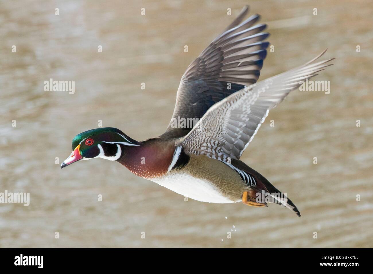 Wood duck drake in flight Stock Photo Alamy