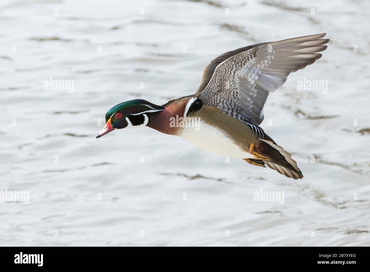 Wood duck drake in flight Stock Photo Alamy