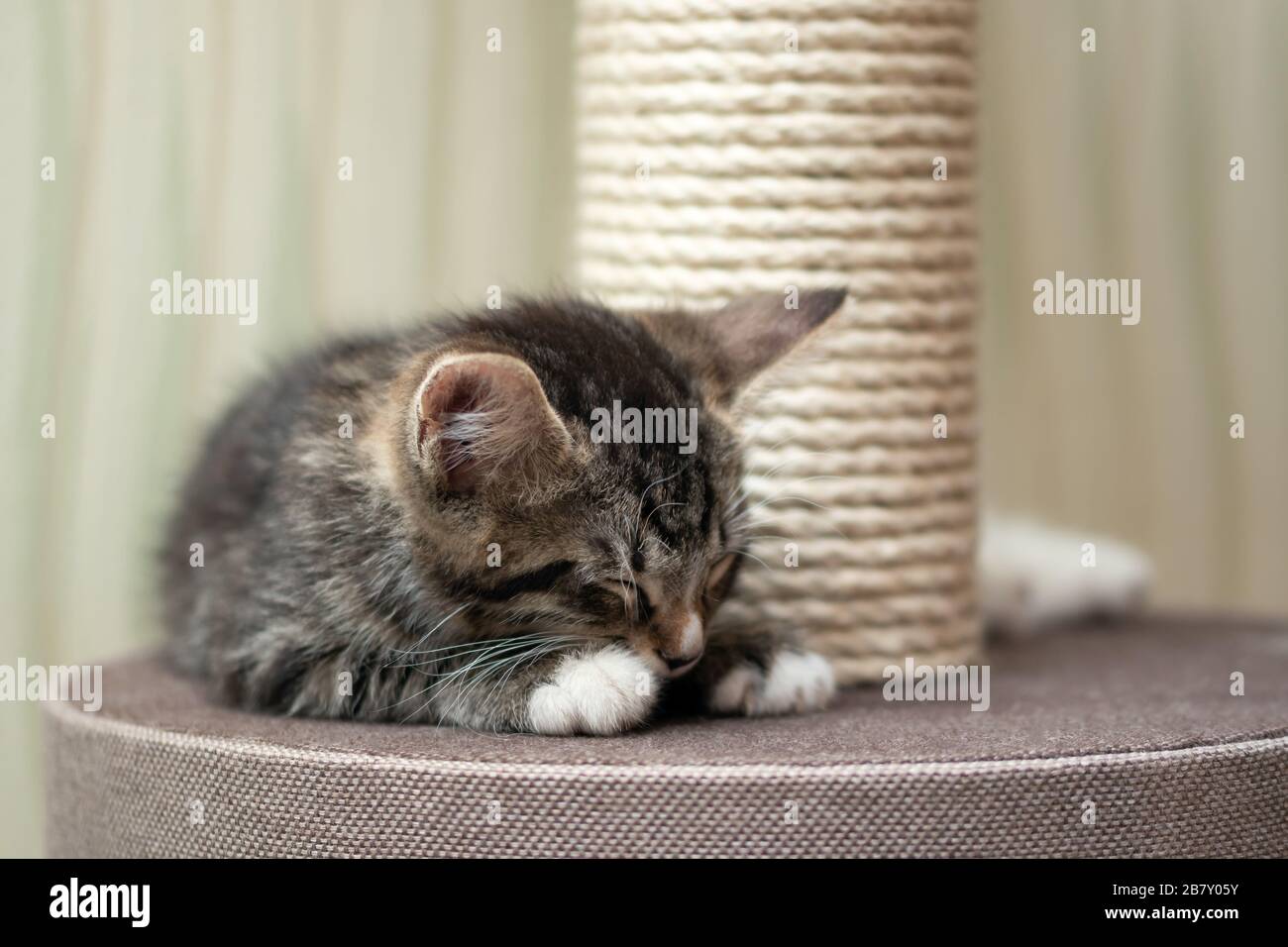 Cute gray tabby kitten sleeping near the scratching post. Stock Photo