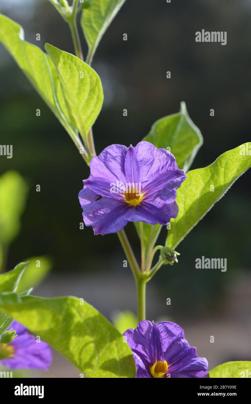 Blue potato bush flower, also known as Lycianthes rantonnetii Stock Photo